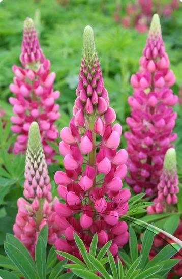 Lupine zaad/zaadjes 20 stuks beschikbaar voor biedingen