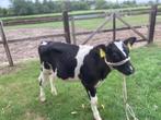 3 Holstein stiertjes zwartbont, 3-3,5 maand oud., Dieren en Toebehoren, Mannelijk, 0 tot 2 jaar