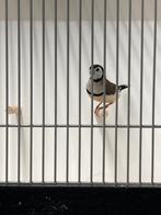 Prachtige Bichenow man 2024, Dieren en Toebehoren, Vogels | Overige Vogels, Mannelijk, Tropenvogel, Geringd