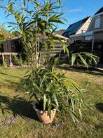 Mooie grote japanse bamboe, Tuin en Terras, Planten | Bomen, Bloeit niet, Halfschaduw, Overige soorten, Ophalen