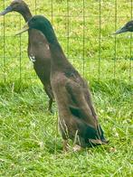 Mooie reebruine loopeenden, Meerdere dieren, Eend