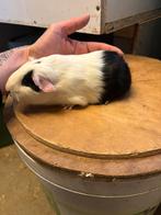 2 zeugjes driekleur, Oktober, Vrouwelijk, Cavia