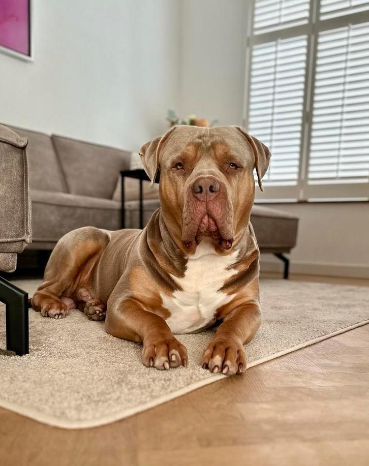 Dekreu American Bully XL, Dieren en Toebehoren, Honden | Bulldogs, Pinschers en Molossers, Reu, Overige rassen, Particulier, Eén hond