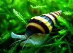 Anatome Helena - Assasin snail - Slak etende slak, Zoetwatervis, Slak of Weekdier