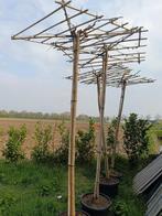 Dakmoerbei 220 cm hoog maat 16/18, Tuin en Terras, Ophalen of Verzenden, 100 tot 250 cm, Dakboom, Volle zon