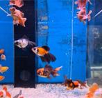 Butterfly tail goudvis ca 6/8 cm - Koidream Valburg