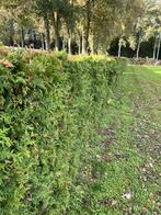 25 m coniferenhaag GRATIS, Tuin en Terras, Ophalen, Conifeer, Haag, 100 tot 250 cm