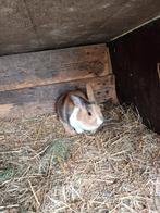 2 leuke konijntjes, Dieren en Toebehoren, Vrouwelijk, Klein, 0 tot 2 jaar