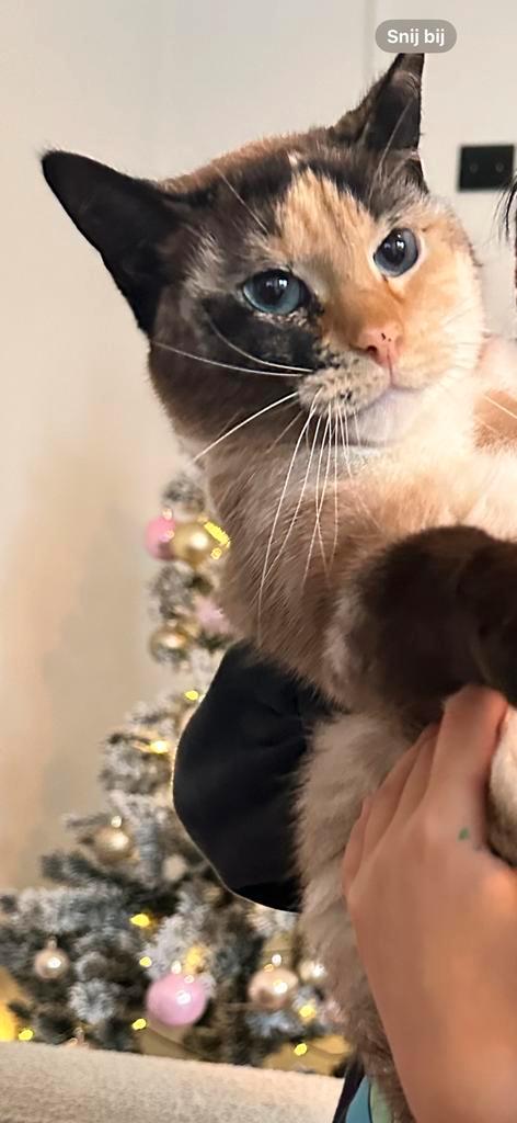 ragdoll, Dieren en Toebehoren, Katten en Kittens | Dekkaters, 3 tot 5 jaar