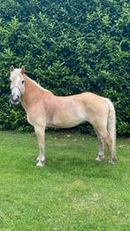 Super brave haflinger kinderpony, E pony (1.48m - 1.57m), B, Ruin, 11 jaar of ouder