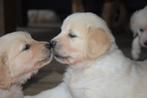 Golden retriever pups (stamboom), 8 tot 15 weken, Meerdere, Meerdere dieren, Parvo