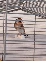 Parva Putter kleine man 2024 te koop, Dieren en Toebehoren, Mannelijk, Wildzangvogel, Geringd