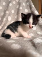 Kittens zie tekst nog 2 over, Dieren en Toebehoren, Katten en Kittens | Raskatten | Korthaar, Kater, Ontwormd