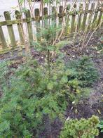 kleine boompjes te gebruiken als mini boompje, Ophalen, Overige soorten, Halfschaduw