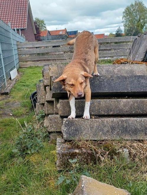 LIEVE EN KNAPPE  RICCO ZOEKT GOUDEN MANDJE!, Dieren en Toebehoren, Honden | Niet-rashonden, Middel, Reu, Particulier, Eén hond