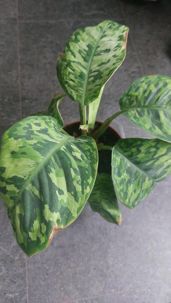 Homalomena tricolor, Ophalen of Verzenden, Halfschaduw, Minder dan 100 cm