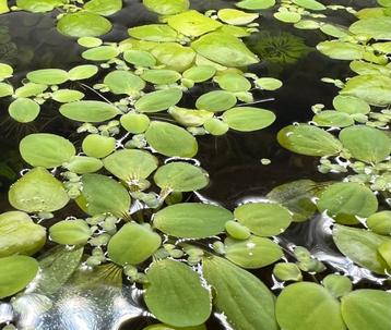 Aquarium drijfplantjes - Salvinia Natans beschikbaar voor biedingen