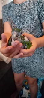 Ara nobillis baby.s, Dieren en Toebehoren, Vogels | Parkieten en Papegaaien, Geslacht onbekend, Papegaai, Geringd