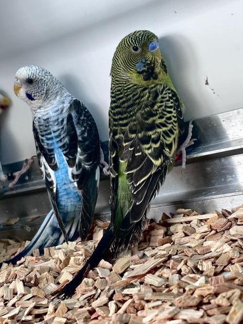 Blackface parkiet, Dieren en Toebehoren, Vogels | Parkieten en Papegaaien, Parkiet, Mannelijk