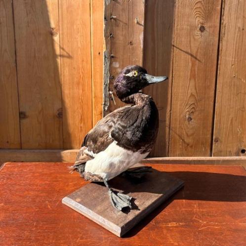 Kuif eend opgezet op stuk hout 30 cm hoog taxedermie, Verzamelen, Dierenverzamelingen, Gebruikt, Opgezet dier, Vogel, Ophalen of Verzenden