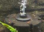 Mix garnalen 10 voor €3, Dieren en Toebehoren, Vissen | Aquariumvissen, Vis