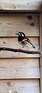 Kastanjeruglijster, Dieren en Toebehoren, Vrouwelijk, Tropenvogel, Geringd