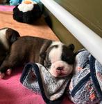 Boston terriër puppy’s, Dieren en Toebehoren, Honden | Jack Russells en Terriërs, Parvo, 8 tot 15 weken, Meerdere, Nederland