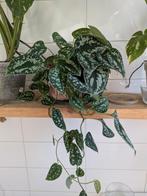 Scindapsus Pictus plant, Huis en Inrichting, Kamerplanten, Overige soorten, In pot, Minder dan 100 cm, Groene kamerplant