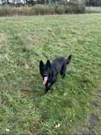 Oud Duitse herder reu (Zorro), Dieren en Toebehoren, België, Particulier, Reu, Eén hond