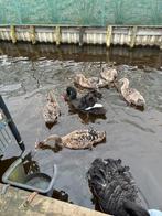 Zwarte Zwanen van dit jaar 5 stuks, Dieren en Toebehoren, Meerdere dieren, Gans of Zwaan