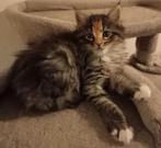 Maine Coon kittens te koop, Dieren en Toebehoren, Katten en Kittens | Raskatten | Langhaar, Meerdere dieren, Ontwormd