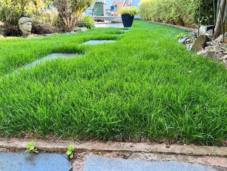 Vanaf 6 euro. Graszoden leveren en aanleggen, Diensten en Vakmensen, Tuinmannen en Stratenmakers, Tuin- of Vijveraanleg, Tuinonderhoud of Snoeiwerk