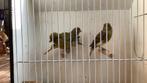 Kanaries, Dieren en Toebehoren, Meerdere dieren, Kleurkanarie