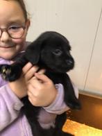 Spontane zwarte labrador pups te koop !!, Dieren en Toebehoren, Honden | Retrievers, Spaniëls en Waterhonden, CDV (hondenziekte)