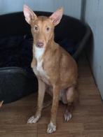 ACE: Janneke moet nog veel ontdekken, Particulier, 15 weken tot 1 jaar, Buitenland, Teef