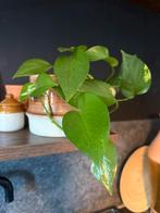 Pothos Money plant, Ophalen, Overige soorten, Minder dan 100 cm
