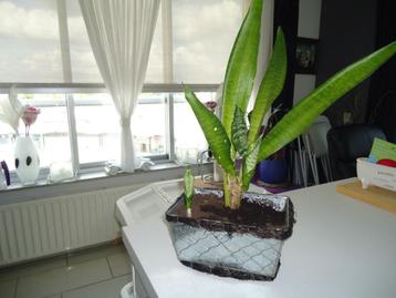 2 sansevierias  in metalen bakje  beschikbaar voor biedingen