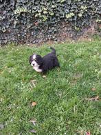 Berner sennen pup beschikbaar, Dieren en Toebehoren, Honden | Chihuahua's en Gezelschapshonden, Overige rassen, 8 tot 15 weken