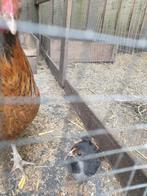 Kippen, Dieren en Toebehoren, Pluimvee, Vrouwelijk, Kip