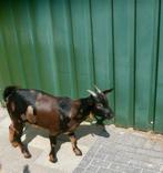 prachtig jong dwerg geitje geit met maanvlekken maanvlek, Dieren en Toebehoren, Schapen, Geiten en Varkens, Vrouwelijk, Geit, 0 tot 2 jaar