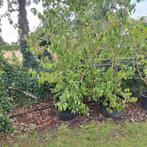 Geel bloeiende kornoelje Cornus mas, Tuin en Terras, Ophalen of Verzenden, Overige soorten