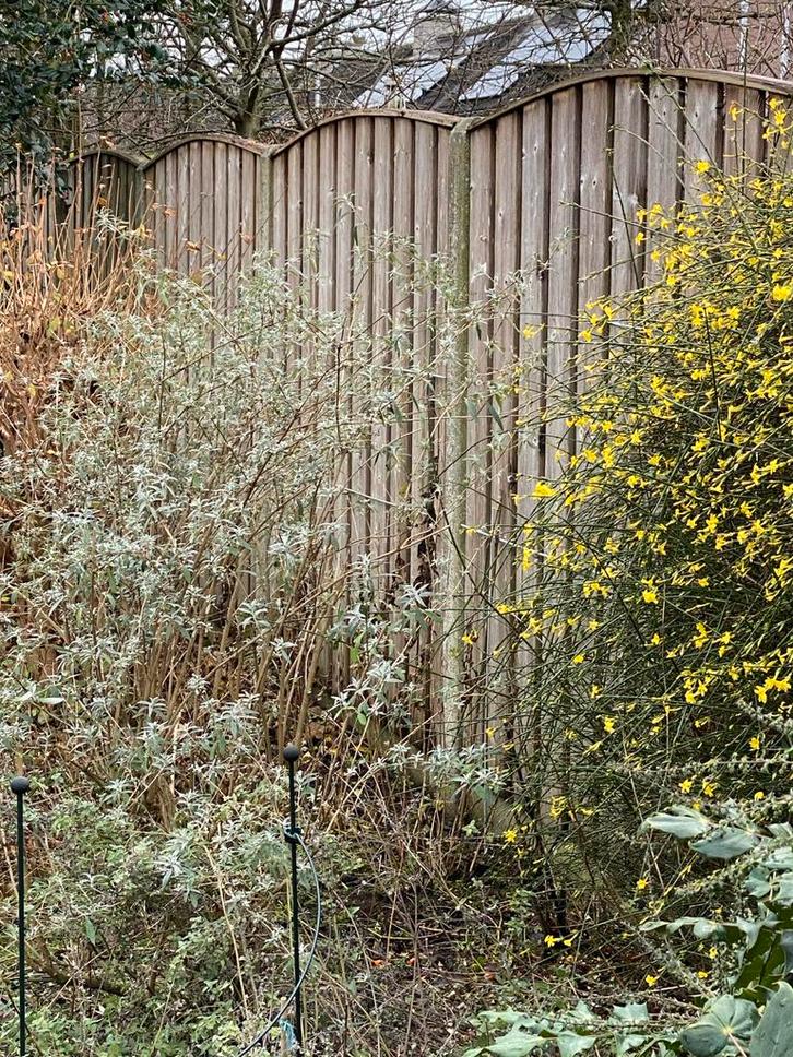 houten schutting delen, Tuin en Terras, Schuttingen, Gebruikt, Hout, 1 tot 2 meter, 6 meter of meer, Ophalen