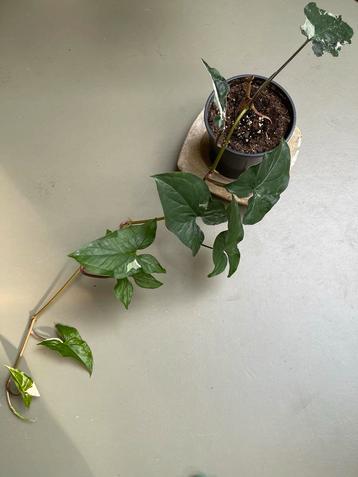 Syngonium Albo Variegata Stekken beschikbaar voor biedingen