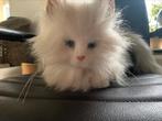 Furreal poes  miauwt spring en beweegd kop, Ophalen of Verzenden, Zo goed als nieuw, Poes
