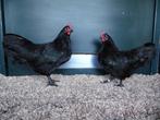Australorp kriel | Kriel kippen | Passend advies!, Dieren en Toebehoren, Pluimvee, Meerdere dieren, Kip