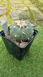 CACTUS LOPHOPHORA WILLIAMSII PEYOTE MOOIE OUDE KNOL PLANT, Huis en Inrichting, Kamerplanten, Cactus, Minder dan 100 cm, Ophalen of Verzenden