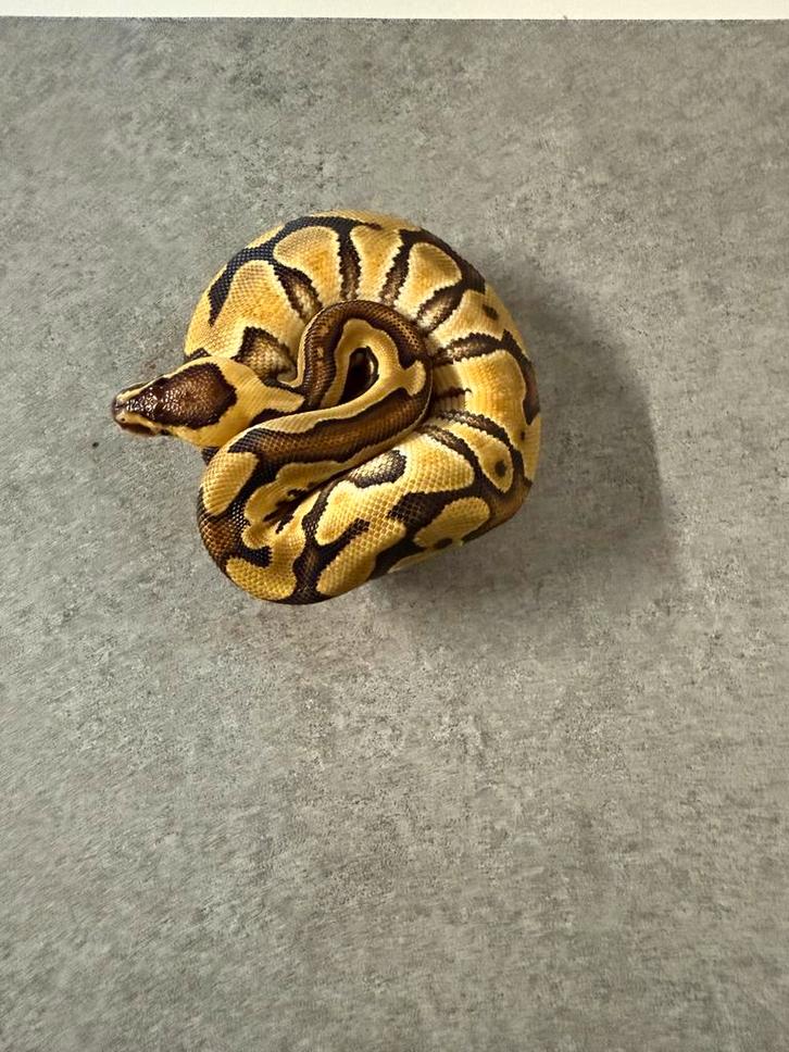 0.1 enchi orange dream 100% amur desert ghost clown. Python, Dieren en Toebehoren, Reptielen en Amfibieën, Slang, 0 tot 2 jaar