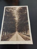 Afbeelding beukenlaan landgoed De Lathmer Wilp 1916, Ophalen of Verzenden, Voor 1920, Knipsel(s)