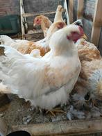 Brahma Lemon White Haan 3x Gratis, Ophalen, Nieuw, Overige typen