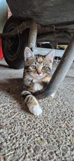 Boerderij kittens, Dieren en Toebehoren